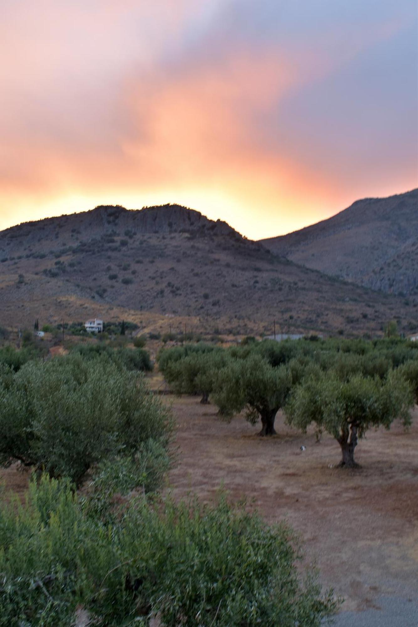 Villa In The Olive Trees Galaxídhion 외부 사진